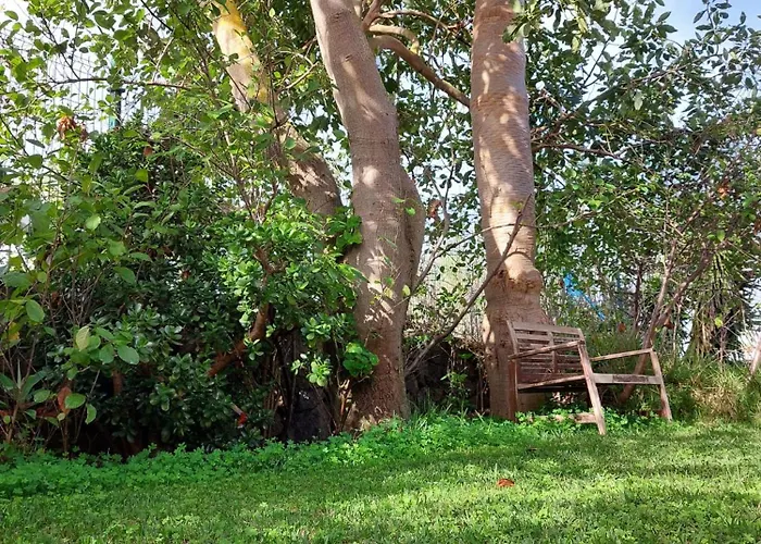 Dona Herminda La Matanza De Acentejo